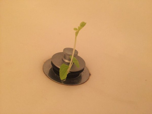 tumblr_inline_o45jds6pj01tcm32p_500