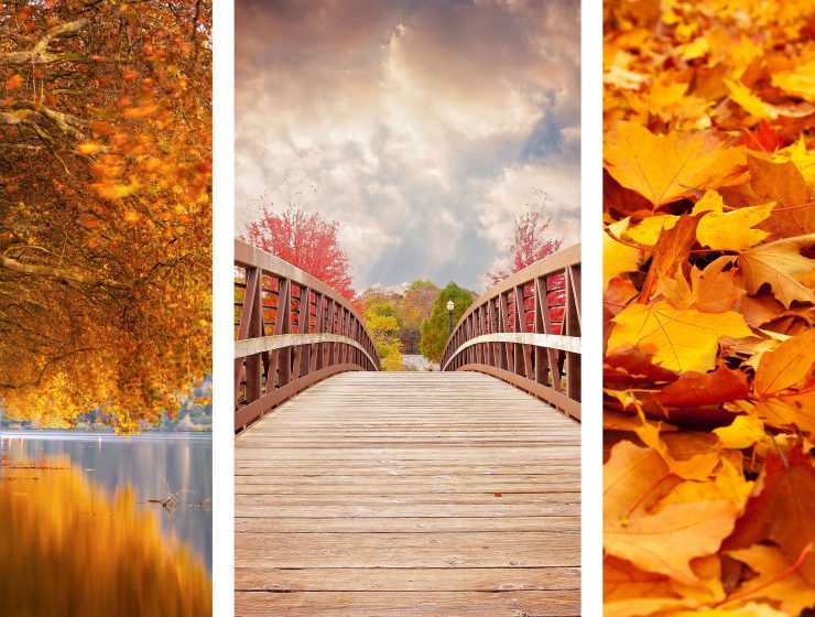 Sfondi per cellulare autunno gratis